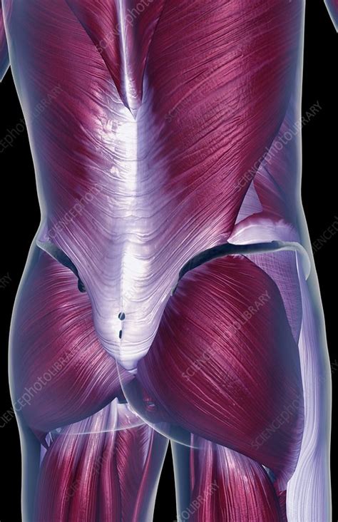 This 20 x 26 (51 x 66 cm). The muscles of the lower back - Stock Image - C008/2679 - Science Photo Library