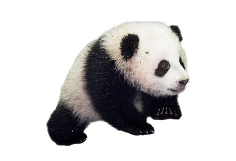 Reggel Ugat Irányítószám Panda Png Alabama Részeg Unokahúg