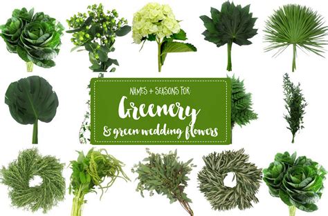 Here, a rundown of the choicest The Essential Guide to Greenery for Weddings + Green ...