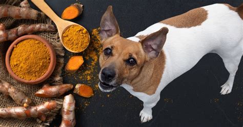 Is Turmeric Good For Dogs Benefits And Uses Puplore