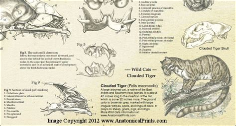 It was really cool to work together with gael and all the other students and also to have the ability to ask questions and to get feedback. Domestic Cat Skull Anatomy Poster