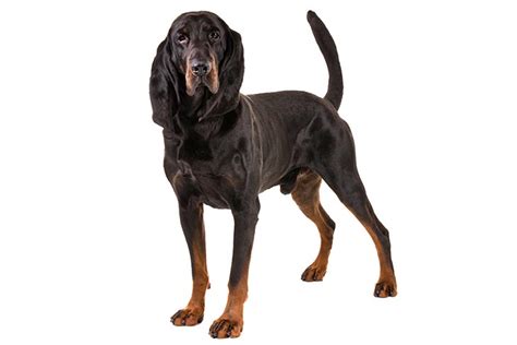 Black And Tan Coonhound Dog Breed Information