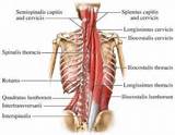 Back Core Muscles Photos