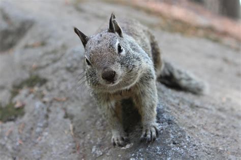 Curious Western Gray Squirrel Sciurus Griseus At Vernal Fall