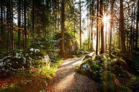 Les 10 Plus Belles Forêts Deurope Paysage Foret De Broceliande