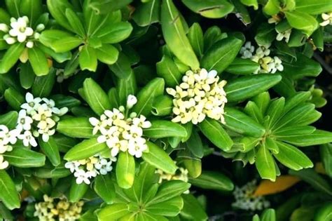 Even in cooler climates, like zone 5. dwarf evergreen shrubs zone 5 small evergreen dwarf ...