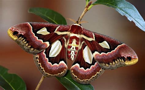 Hd Wallpaper Cecropia Moth Butterfly Wings Colorful Bright Insect