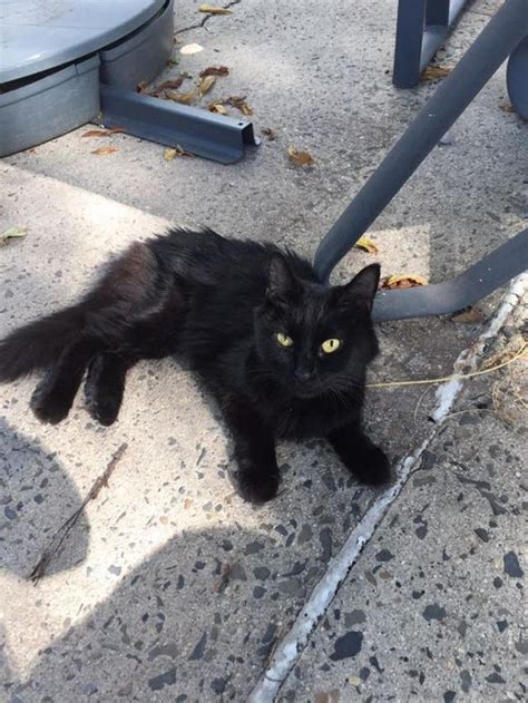 Black Cat Found On Side Of Road In Collegeville Phoenixville Pa Patch