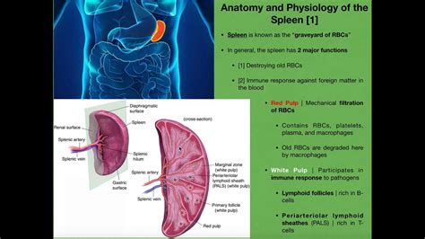 Anatomy And Physiology Of The Spleen Youtube