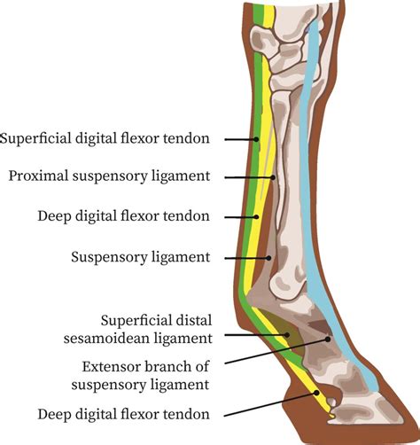 Suspensory Ligament Bartleby