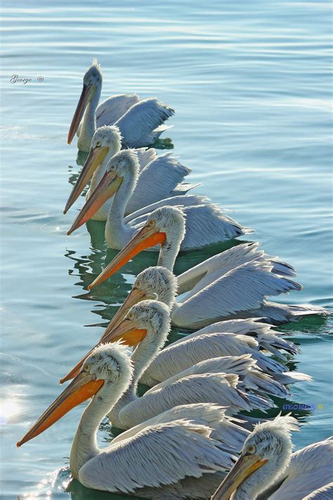 Pelicans Flock Swimming In Row Pelican Flocking Greece Travel