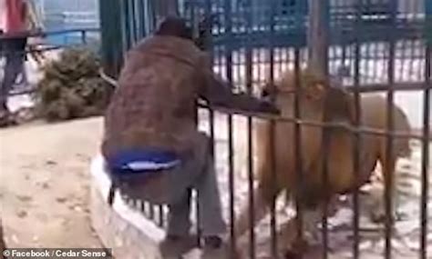 Lion Bites Zoo Workers Hand As He Tries To Pet It In Its Cage