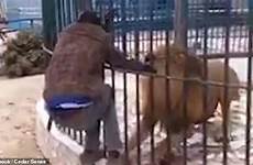 lion hand zoo attack man cage bites pet his animal moment jaw nowmynews released right arm worker