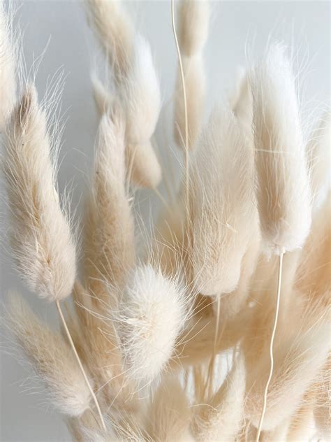 Dried Ivory Bunny Tails Bunch 50100 Stems Lagurus Ovatus Etsy