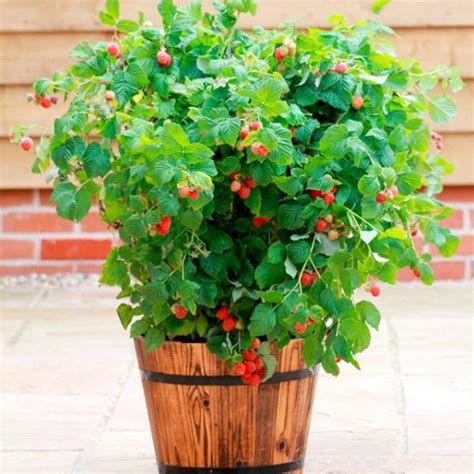 8 Best Berries To Grow In Containers For Incredible Flavor