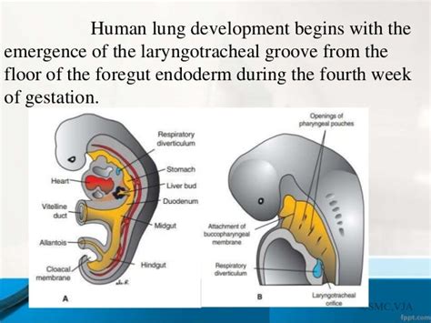 Fetal Lung Development Dr Trynaadh
