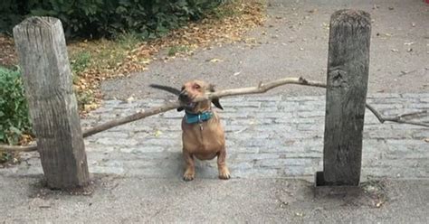 Video Of Bosco The Dachshund Carrying A Large Stick Popsugar Pets