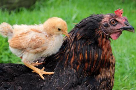 Six Milestones Of Chicken Growth Stages North Fulton Feed And Seed