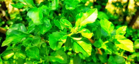 Green leaves in Jungle stock image. Image of leaves - 180058937