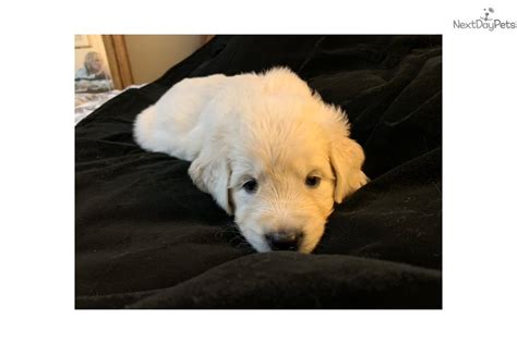 However, i was disappointed the authors failed to mention in chapter 7 the potential harm to a goldens' longevity and health when neutering or spaying. English Golden Retriever puppy for sale near Sacramento ...