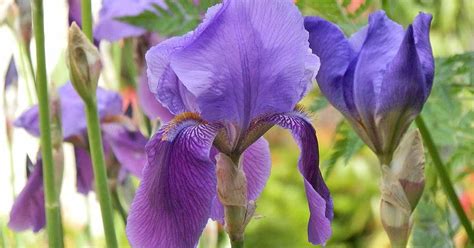 How To Plant And Grow Iris Flowers Gardeners Path Growing Irises