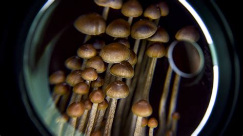 How To Grow Hallucinogenic Mushrooms