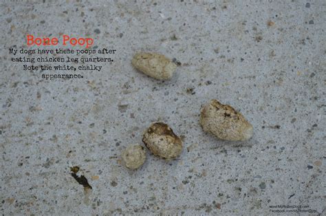 What Does Dog Poop Look Like On Raw Diet