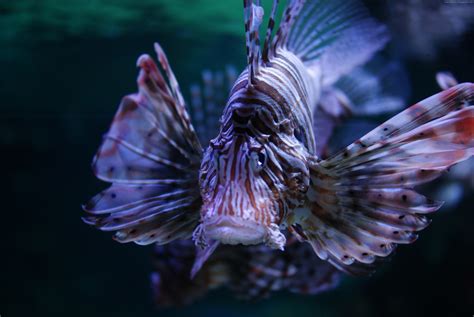 Free Photo Flying Lionfish Animal Sinai Poisonous Free Download