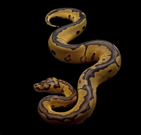 Clown Ball Python Morph Guide With Pictures Reptile Advisor
