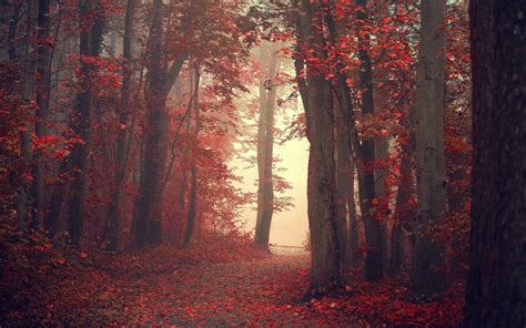 Landscape Nature Fall Trees Mist Path Red Leaves Forest Red Leaves
