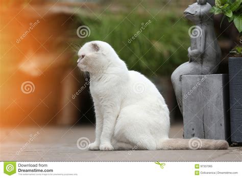 White Cat Portrait Stock Image Image Of Portrait Meows 97337065