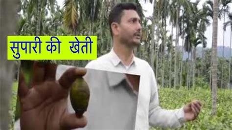 Areca Catechu Betel Nut Cultivation In Assam Youtube
