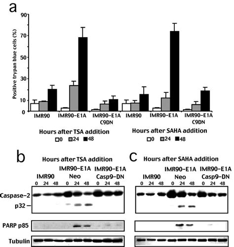 E1a Increases Susceptibility To Saha And Tsa Induced Apoptosis As