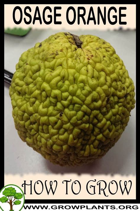 Osage Orange How To Grow And Care