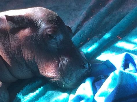 Oh Baby Rhino Orphanage Takes In Abandoned One Week Old Hippo