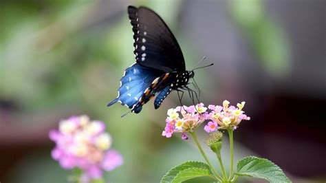 Swallowtail Butterfly Hd Wallpapers 80243 Baltana