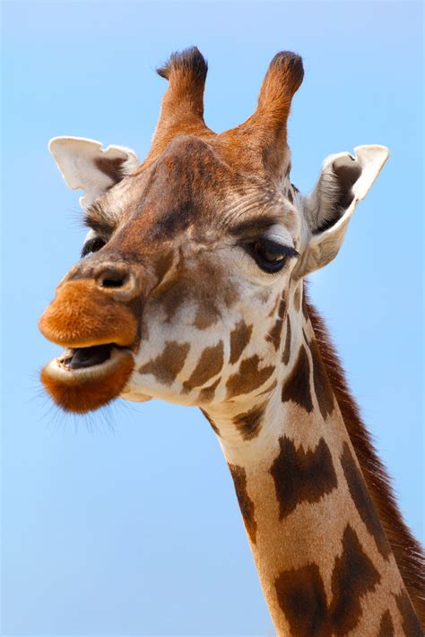 Giraffe Portrait Free Stock Photo Public Domain Pictures