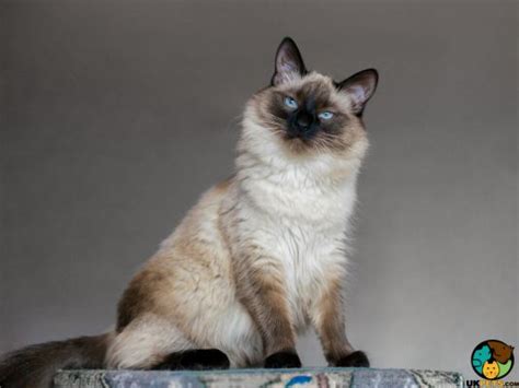 Balinese Cat Breed Ukpets