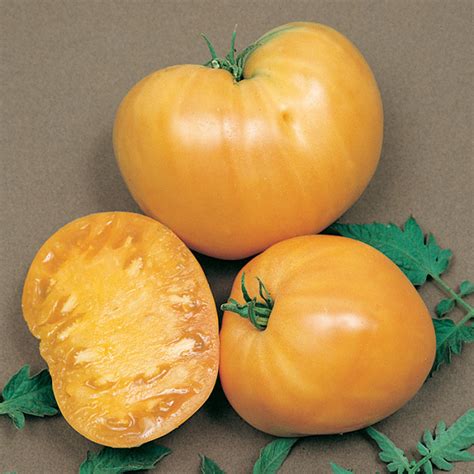 Orange Oxheart Tomato Heirloom Tomato Seeds Totally Tomatoes