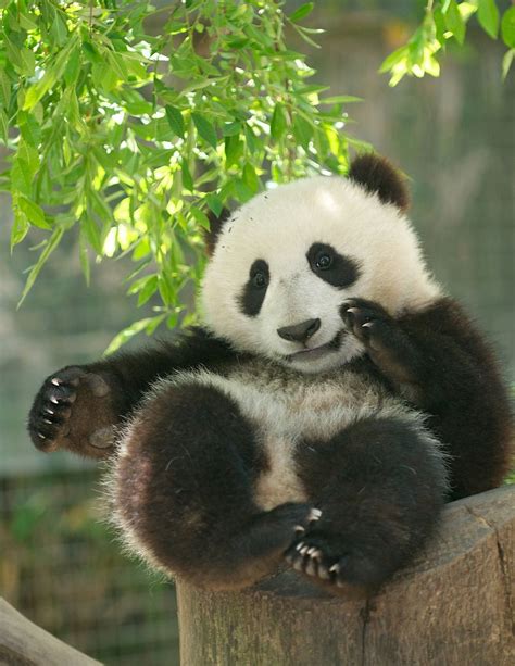Fictionspulp “ Xiao Liwu At The San Diego Zoo California On April 28