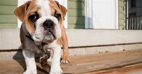 4 Pet Myths That Nearly Everyone Believes Huffpost Own