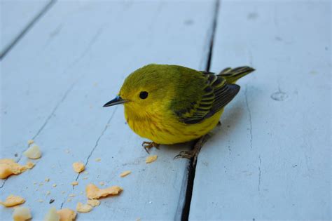 A Cute Little Yellow Bird Flew Into My Window And Knocked Himself