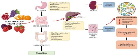 Ijms Free Full Text Bioaccessibility And Bioavailability Of Diet