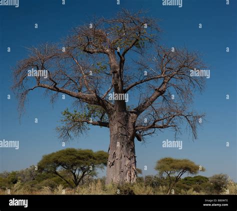 Huge Iconic East African Baobab Tree Adansonia Digitata The Legendary Tree Of Life Upside Down