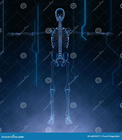 X Ray Skeleton Skelet Body Anatomy Concept 3d Render Royalty Free