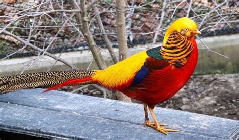 Golden Pheasant Facts Information And Habitat