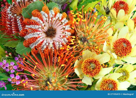 Bright Australian Native Flowers Royalty Free Stock Photo Image 27195415