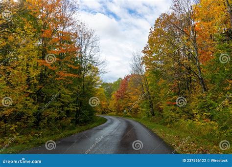 Narrow Road Surrounded By A Forest Covered In Yellowing Plants Under A