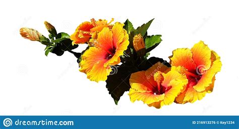 Isolated Branch Of Yellow Hibiscus Flowers On A White Background Stock
