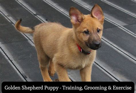 Golden Shepherd Puppy Training Grooming And Exercise